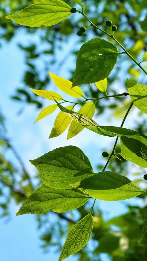 小清新绿叶,高清锁屏图片,手机壁纸-桌面城市