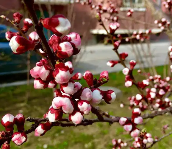 伊犁河畔,杏花芬香