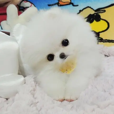 出售纯种博美幼犬活体长不大小型犬茶杯博美可爱俊介犬家养宠物狗