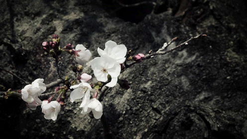 宁古塔作家名家之作清风跋涉的生命