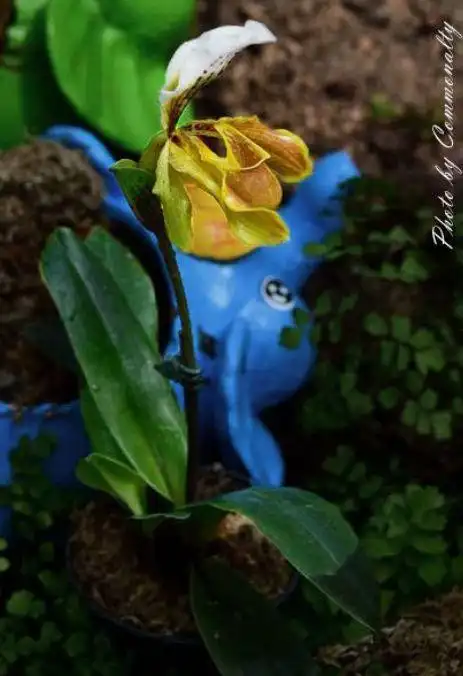 国家Ⅰ级濒危物种格力兜兰鉴赏辨识与保护现状