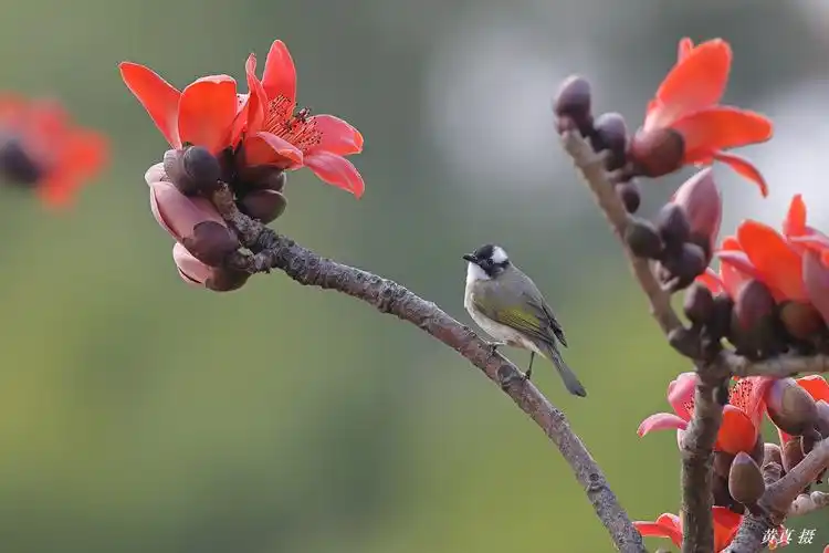 百鸟朝凤 英雄花开