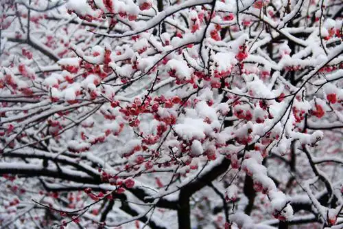 梅花欢喜漫天雪