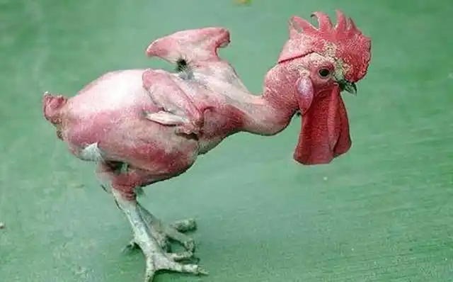 鸡总是掉毛是啥原因?