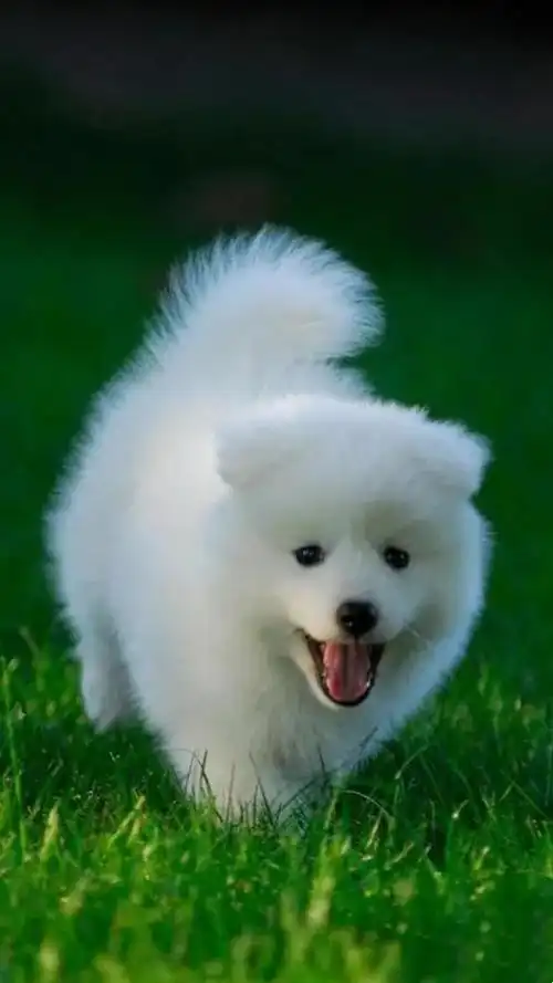 超萌小狗(可爱小狗图片大全超萌)-帝国cms模板网