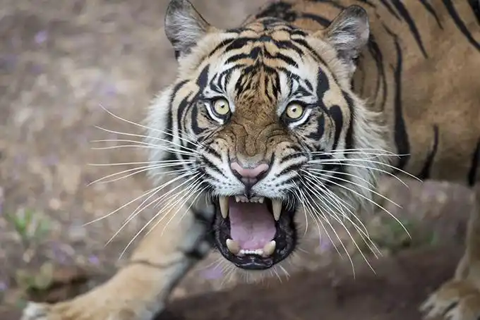 马门庞屋村有个母老虎? ? ?