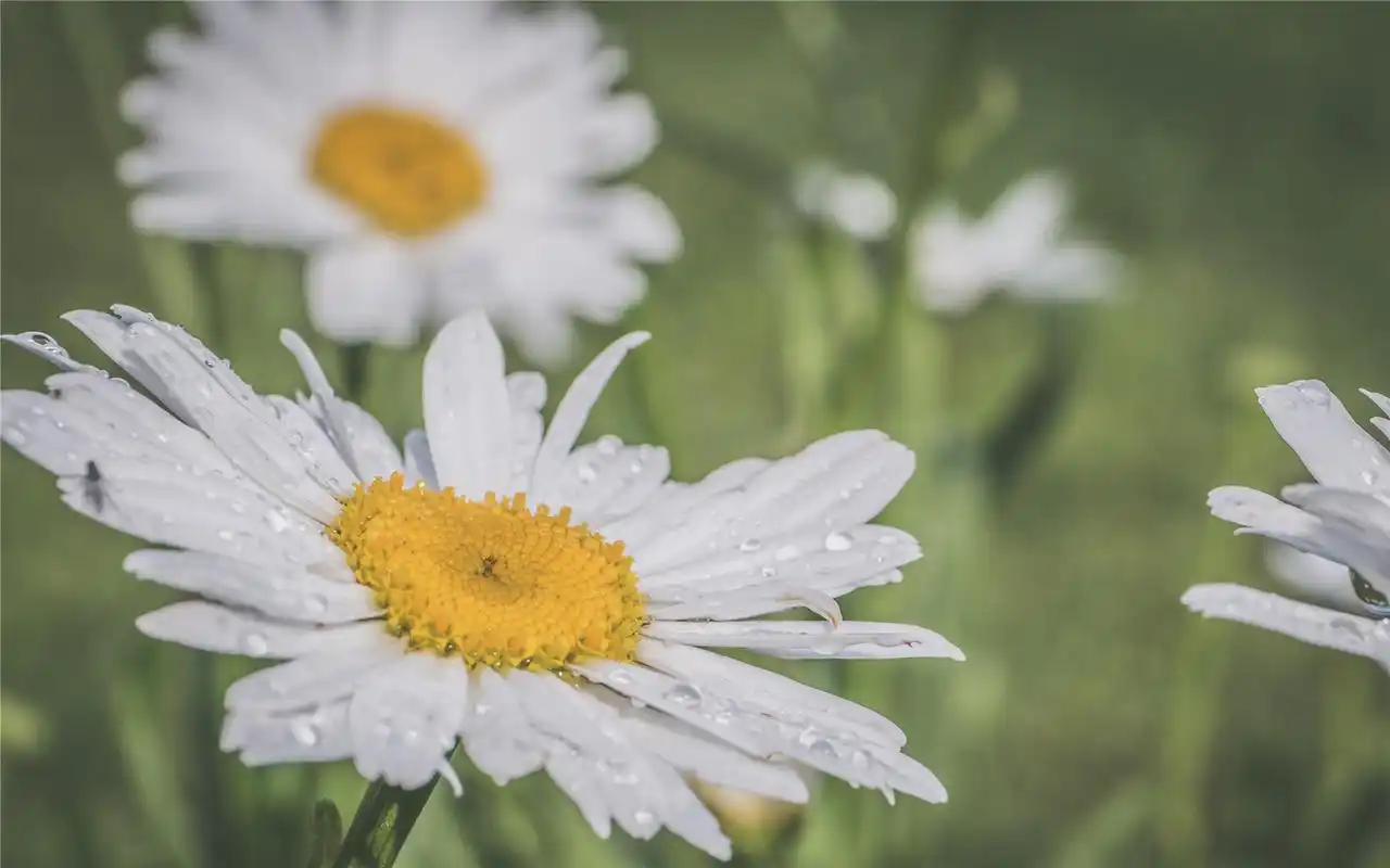 纯净的雏菊唯美高清桌面壁纸