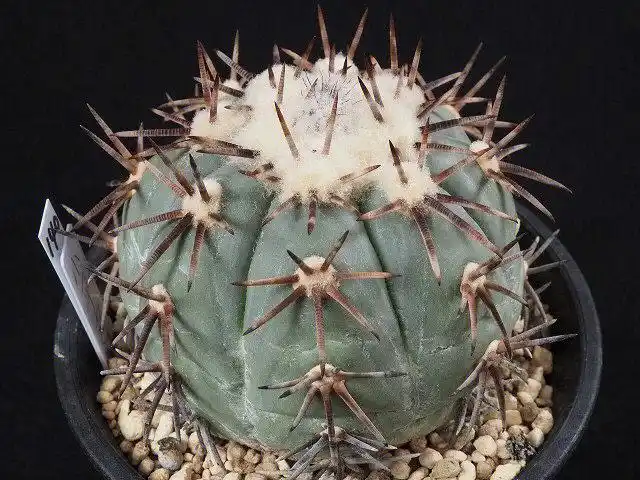 平丸  #仙人球  #强刺  #强刺球  #强刺仙人球