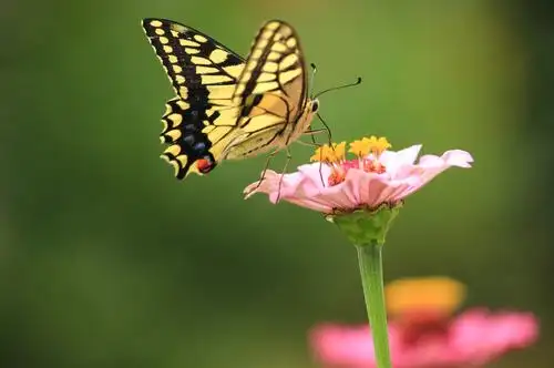 蝴蝶飞飞花间绕