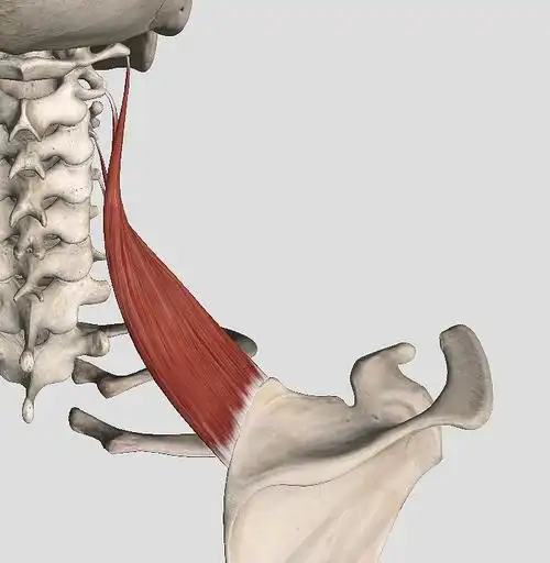肩胛提肌的转角意义及解法