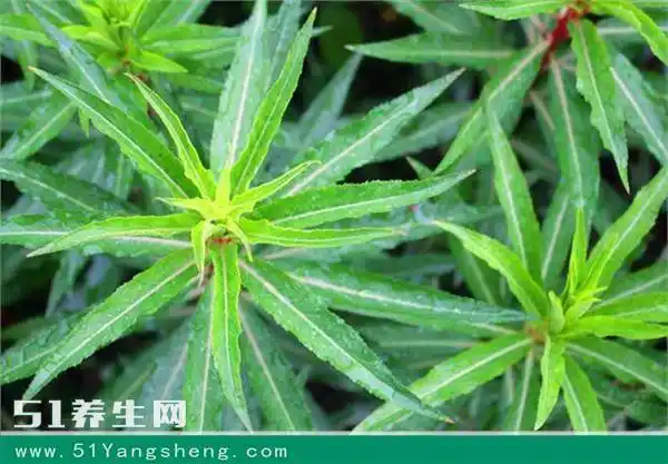 这种野草被称为"神仙草", 醒酒护肝,千杯不醉, 老中医大力推荐