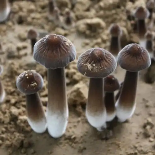 云南新鲜黑皮鸡枞菌鲜货 野生菌 农家特产未开伞鸡枞食用菌 云南特产