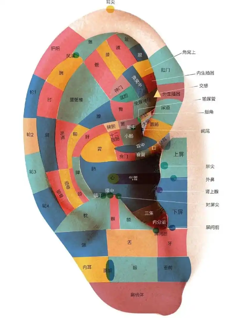 耳部反射区图谱||图3 注:△表示内侧面,如交感在对耳轮下角 - 抖音
