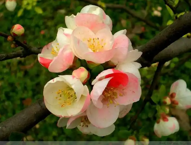 东洋锦-海棠品种