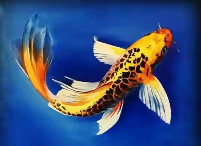 锦鲤祝你好运连连