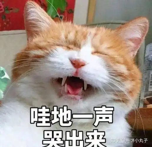 能说说你认为的不建议养猫的理由吗?