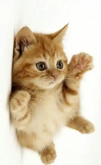 英短美短猫咪找主人