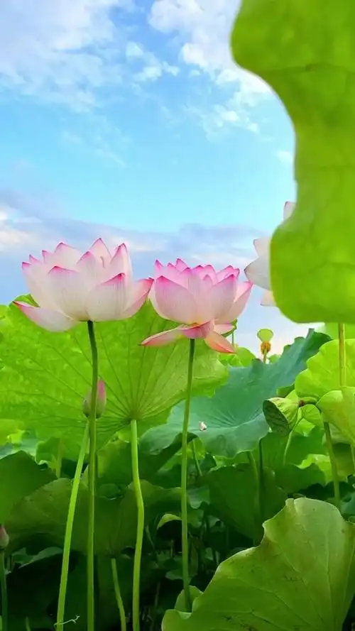 旅游进行时#清净莲花处处开