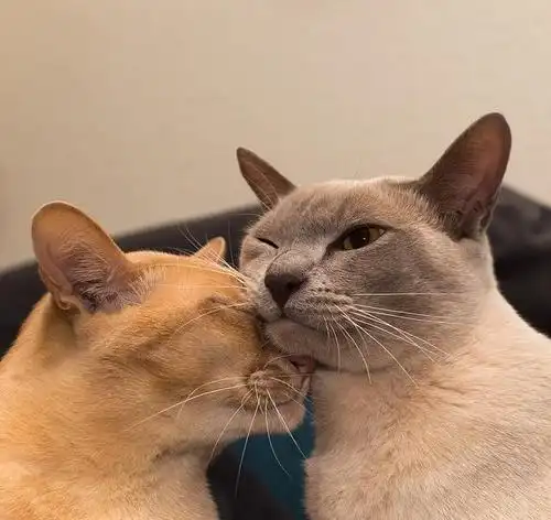 9张无意间拍到的照片,见证了猫咪的爱情史