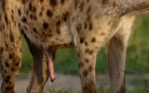 雌性鬣狗的阴蒂很长,阴道口则是在其顶端.