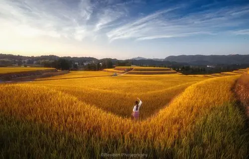金色稻田