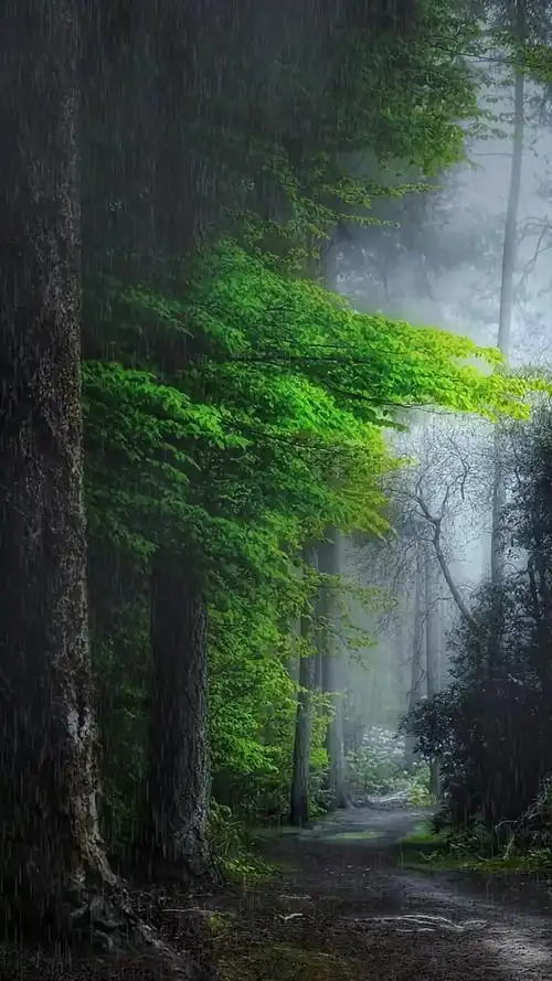 唯美意境#看雨是一种宣泄,听雨是一种解压,雨声助眠,安静,建议收藏
