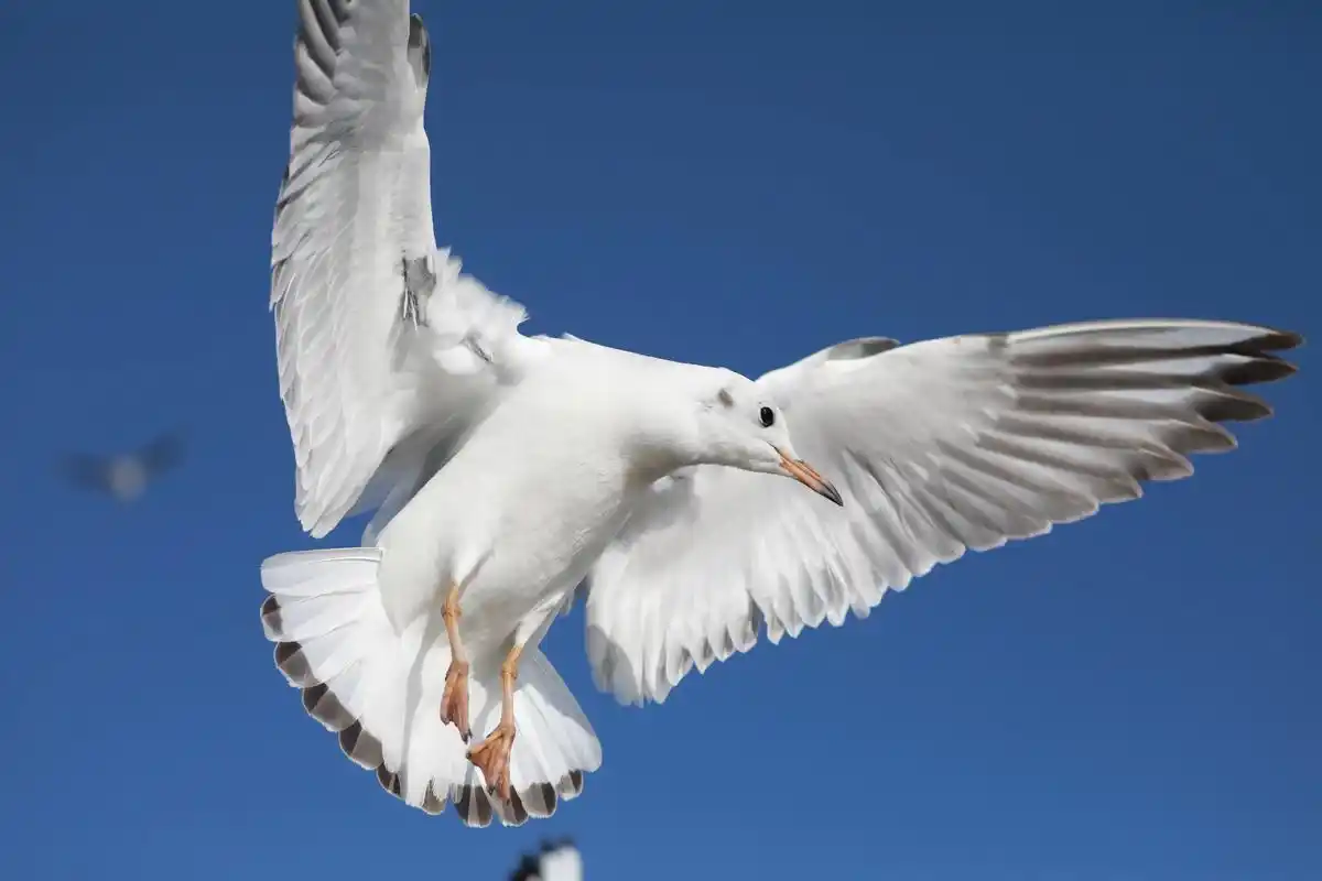 海鸥 - 爱旅游摄影的小厚 - 抖音