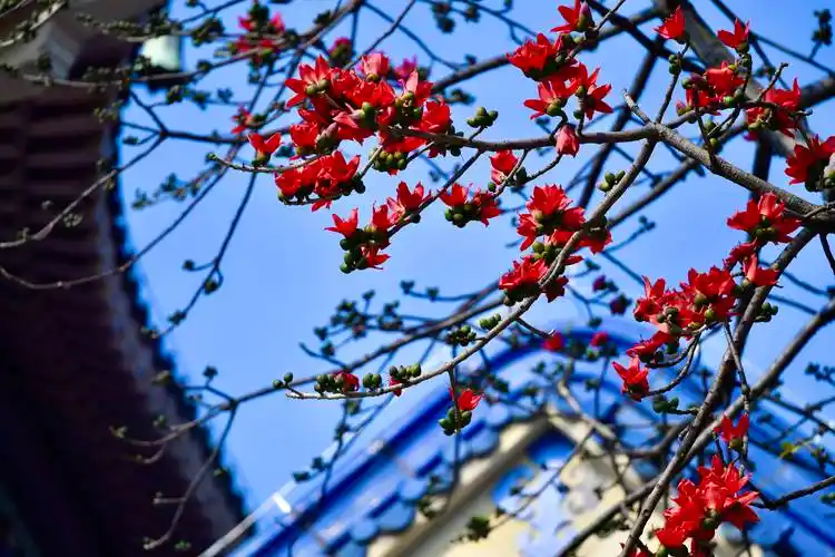 读懂广州|繁花满城,姹紫嫣红四季春_牡丹_桃花_木棉花