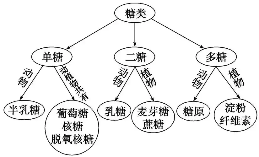 糖类不参与细胞识别和免疫调节 c. 动物体内的