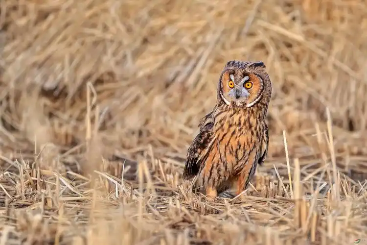 藏羚羊荣获首页动物精华