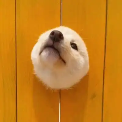 高清可爱最近很火的狗头头像图片