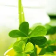 四叶草微信头像图片 唯美好看四叶草清新的微信头像