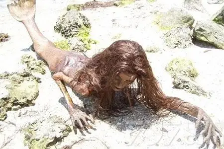 渔民捕获美人鱼科学家称人鱼真实存在身体粗糙遍体有鳞