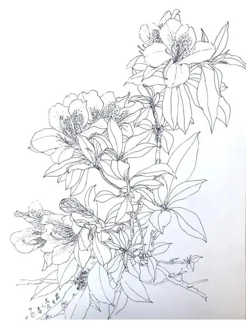 线描#黑白线描#创意线描#写生杜鹃花#画画日常