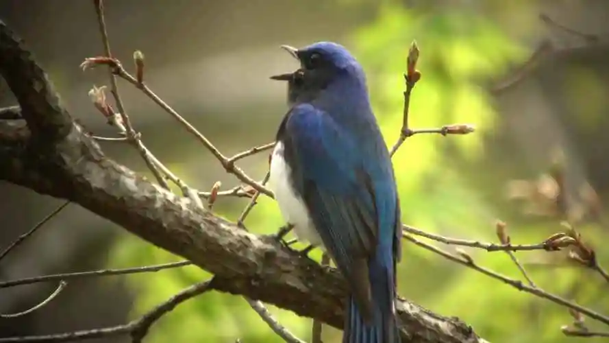小鸟叫鸟儿叫树枝小鸟视频素材