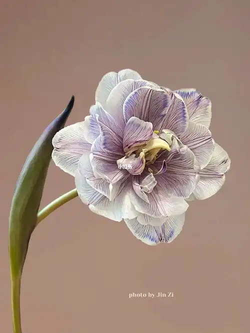 荷兰重瓣郁金香蓝紫色自己动手吸色