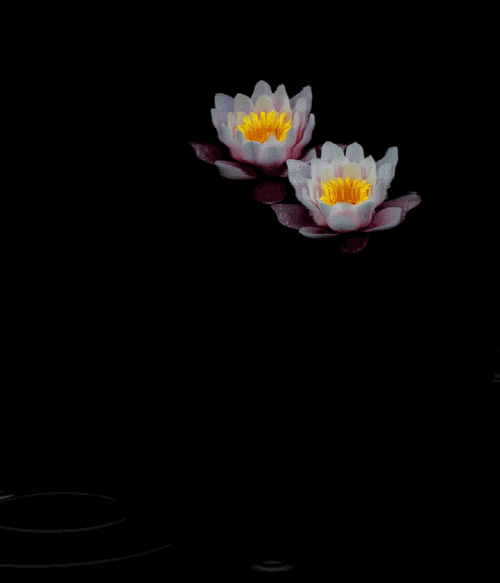 黑色背景梦幻荷花水波gif动态素材[春山制图] - 春山 - ★春山博客