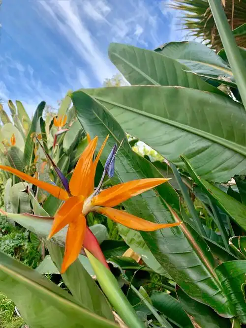 极端美丽的花名:天堂鸟