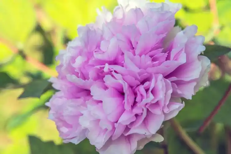 人间四月天,唯美牡丹花 - 美篇