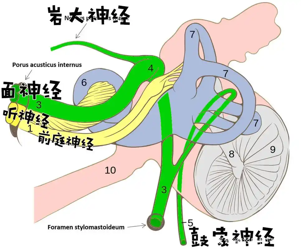 走行在面神经管内的面神经及其分支