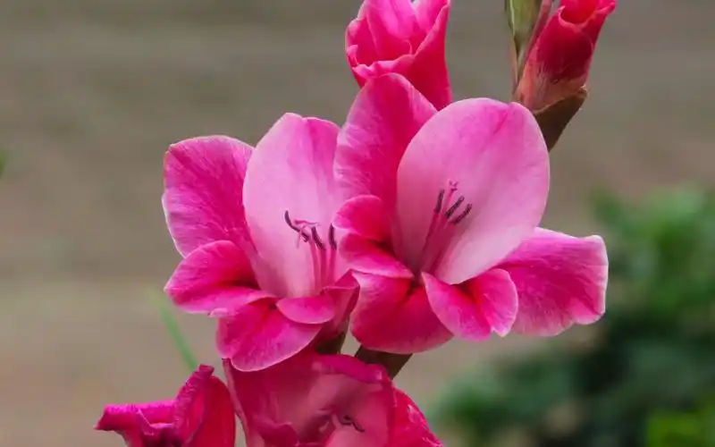 娇艳欲滴的唐菖蒲花唯美摄影图片桌面壁纸