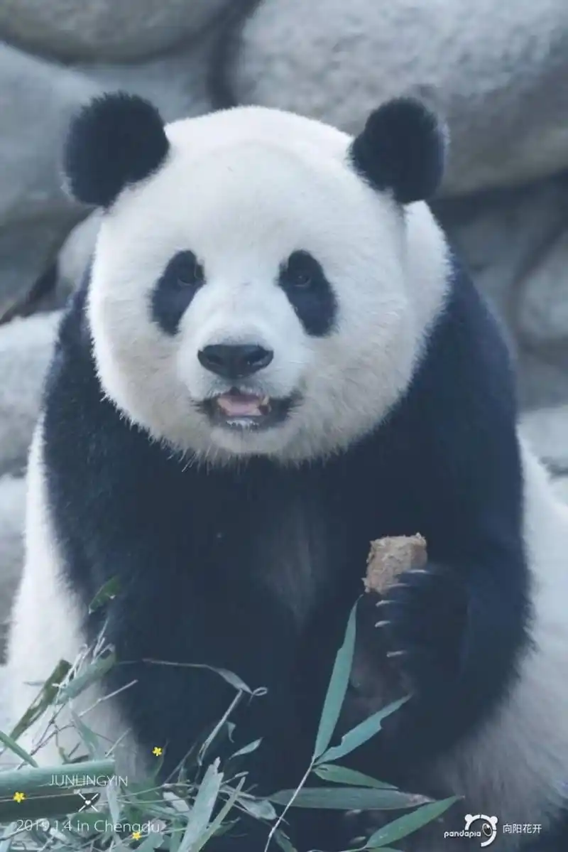 北京动物园的萌萌,愿它笑容治愈每一个疲惫,沧桑,甚至受伤的心灵!