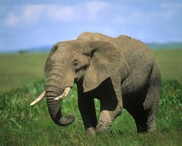 可爱的大象二年级作文