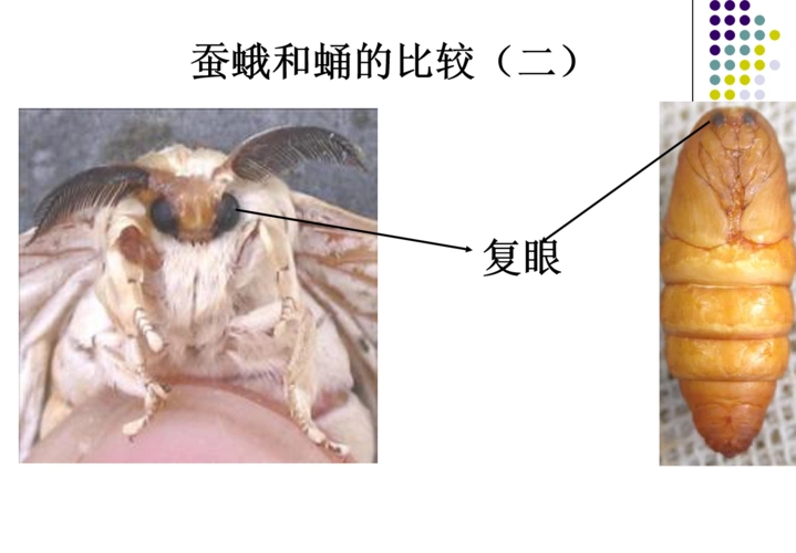 5茧中钻出了蚕蛾 写美篇6,如何区分雄蛾和雌蛾?