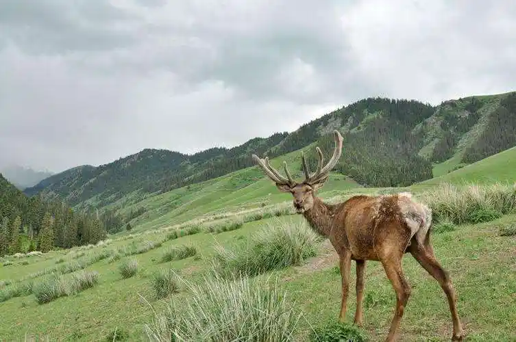 天山马鹿