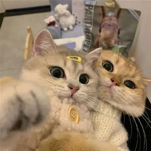 有没有姐妹有这个两只猫抱在一起的头像