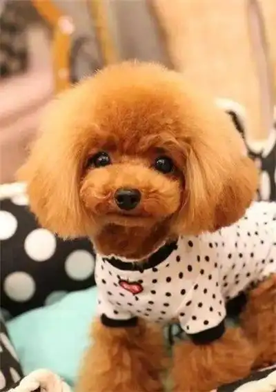 泰迪狗的发型图片大全集