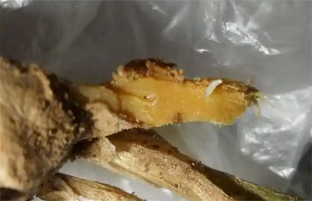 这五种病虫害是在种植生姜时最常见的,防治的方法你都做到了吗?