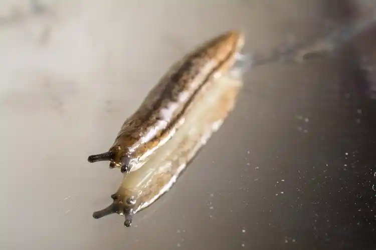 蛞蝓图片昆虫蛞蝓