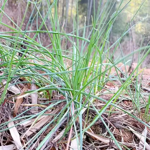 野菜的种类和图片大全(41种常吃的野菜) - 赤虎壹号